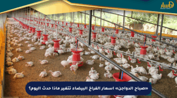 «صباح الدواجن» أسعار الفراخ البيضاء تتغير ماذا حدث اليوم؟